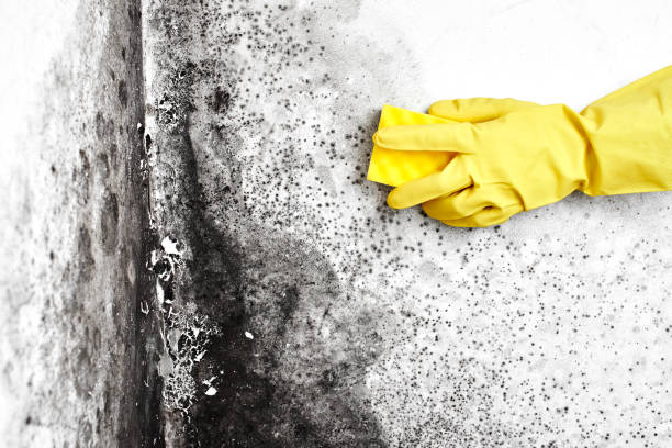 Best HVAC Mold Remediation in Hot Springs, SD
