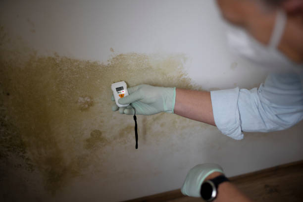 Best Mold Remediation for Schools in Hot Springs, SD